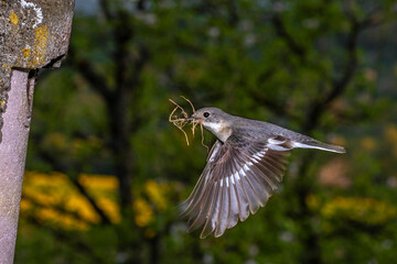 Halsbandschnäpper (Ficedula albicollis) Weibchen