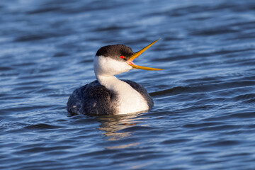 Close view of a Western grebe opening his beak, seen in a North California marsh