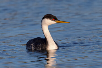 Close view of a Western grebe, seen in a North California marsh