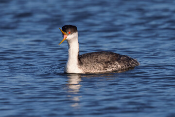 Close view of a Western grebe opening his beak, seen in a North California marsh