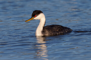 Close view of a Western grebe, seen in a North California marsh