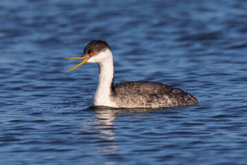 Close view of a Western grebe opening his beak, seen in a North California marsh