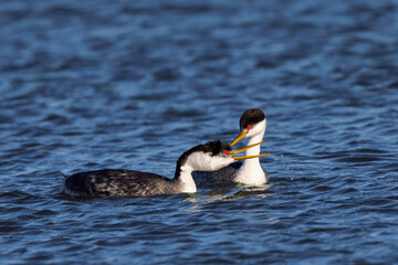 A couple of Western grebe during courtship