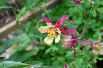 Beautiful summer flowers in the garden