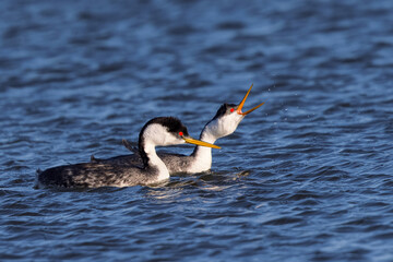 A couple of Western grebe during courtship