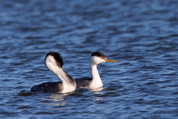 A couple of Western grebe during courtship