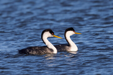 A couple of Western grebe during courtship