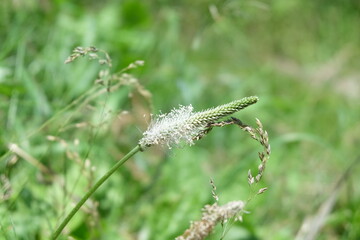 Beautiful summer flowers in the garden
