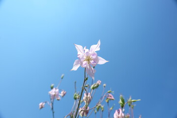 Beautiful summer flowers in the garden