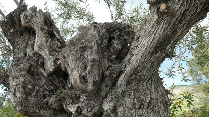 Closeup of rough trimmed olive tree