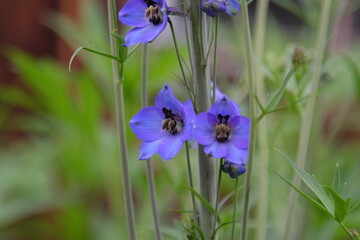 Beautiful summer flowers in the garden