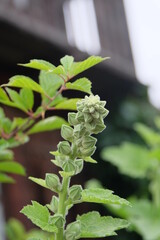 Beautiful summer flowers in the garden
