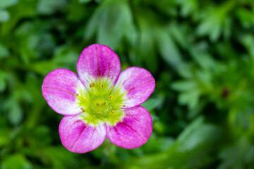 背景素材　可愛いクモマグサの花