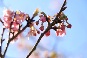 梅の花