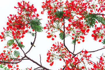 Poinciana