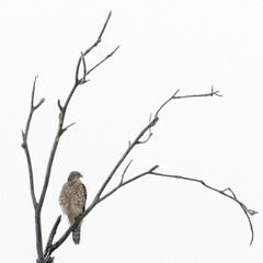 Chicken hawk