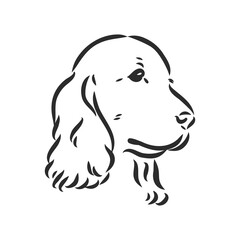 dog breed Cocker Spaniel muzzle, sketch vector graphics black and white drawing