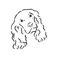 Fototapeta premium dog breed Cocker Spaniel muzzle, sketch vector graphics black and white drawing