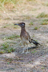 Roadrunner