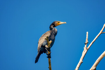 Great cormorant Phalacrocorax carbo , also known as the great black cormorant