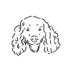 dog breed Cocker Spaniel muzzle, sketch vector graphics black and white drawing