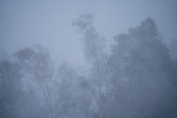 Fototapeta na wymiar Bended trees by snow storm winds