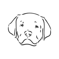 Vector image of an dog labrador on white background