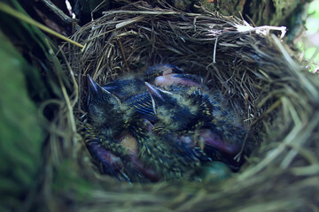 Fototapeta premium blackbird nest with little chicks, nature spring forest
