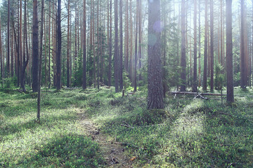 Fototapeta premium spring forest landscape, abstract fresh, seasonal nature view, green trees sun rays morning