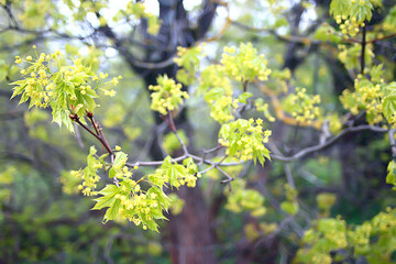 blooming maple branches, spring detail flowers on a tree branch