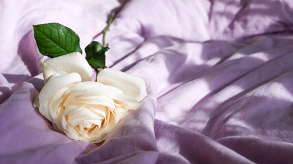 rosebud in sunlight, cream blossom in purple lavender bedsheets with sunlight and shadow © Kristina