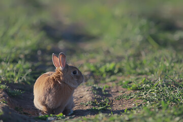 spring rabbit in a green field, easter symbol, beautiful april easter background