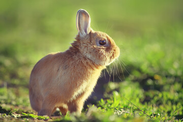 spring rabbit in a green field, easter symbol, beautiful april easter background