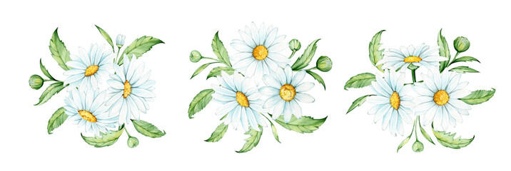 Chamomile leaves. Watercolor drawing, on an isolated background. Set, bouquets, vintage style.