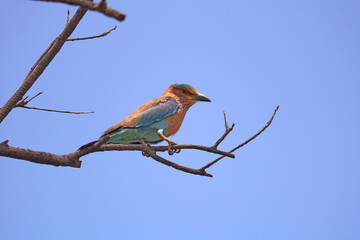 Indian Roller