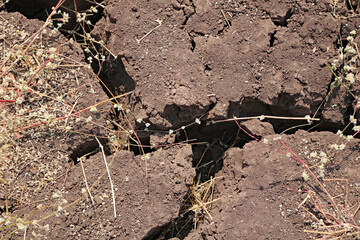 soil