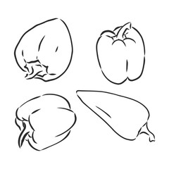 Half a bell pepper. Black and white vector illustration. Isolated on a white background.