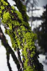 Moss Growing on Tree Branch Macro 1