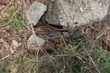nest on the tree