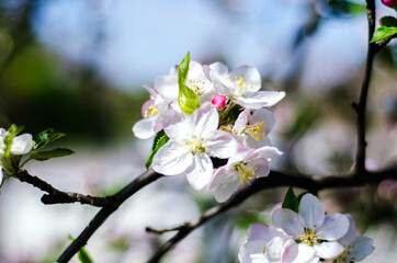 A branch of an apple tree is blooming.