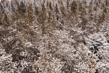 Winter evergreen forest, nature view from aerial view, snow-covered trees.