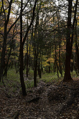 紅葉シーズンの榛名山（掃部ヶ岳）の登山