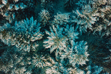 Tops of snow-covered pines on a frosty morning in the Carpathians. Snowy evergreen wild forest, forest view from a height.