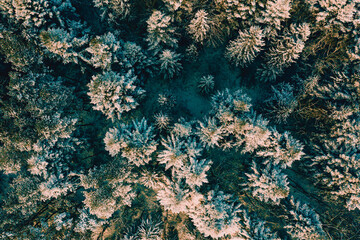 Tops of snow-covered pines on a frosty morning in the Carpathians. Snowy evergreen wild forest, forest view from a height.