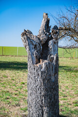 A vertical shot of a cut half tree in the green field