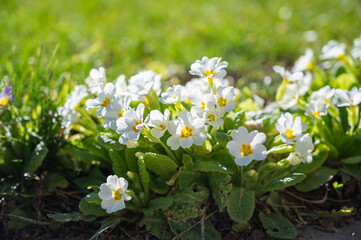 A closeup shot of blooming Primrose flowers in the greenery
