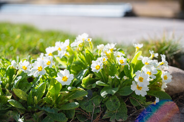 A closeup shot of blooming Primrose flowers in the greenery