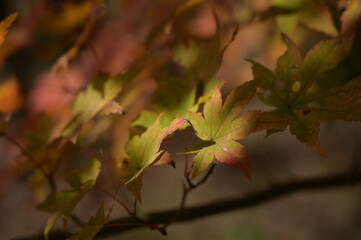 紅葉シーズンの榛名湖湖畔