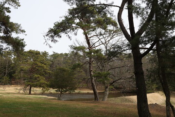 日本の岡山県総社市の美しい草花