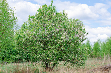 Young green foliage blooms in the trees. Bird cherry with white flowering branches stands in a...